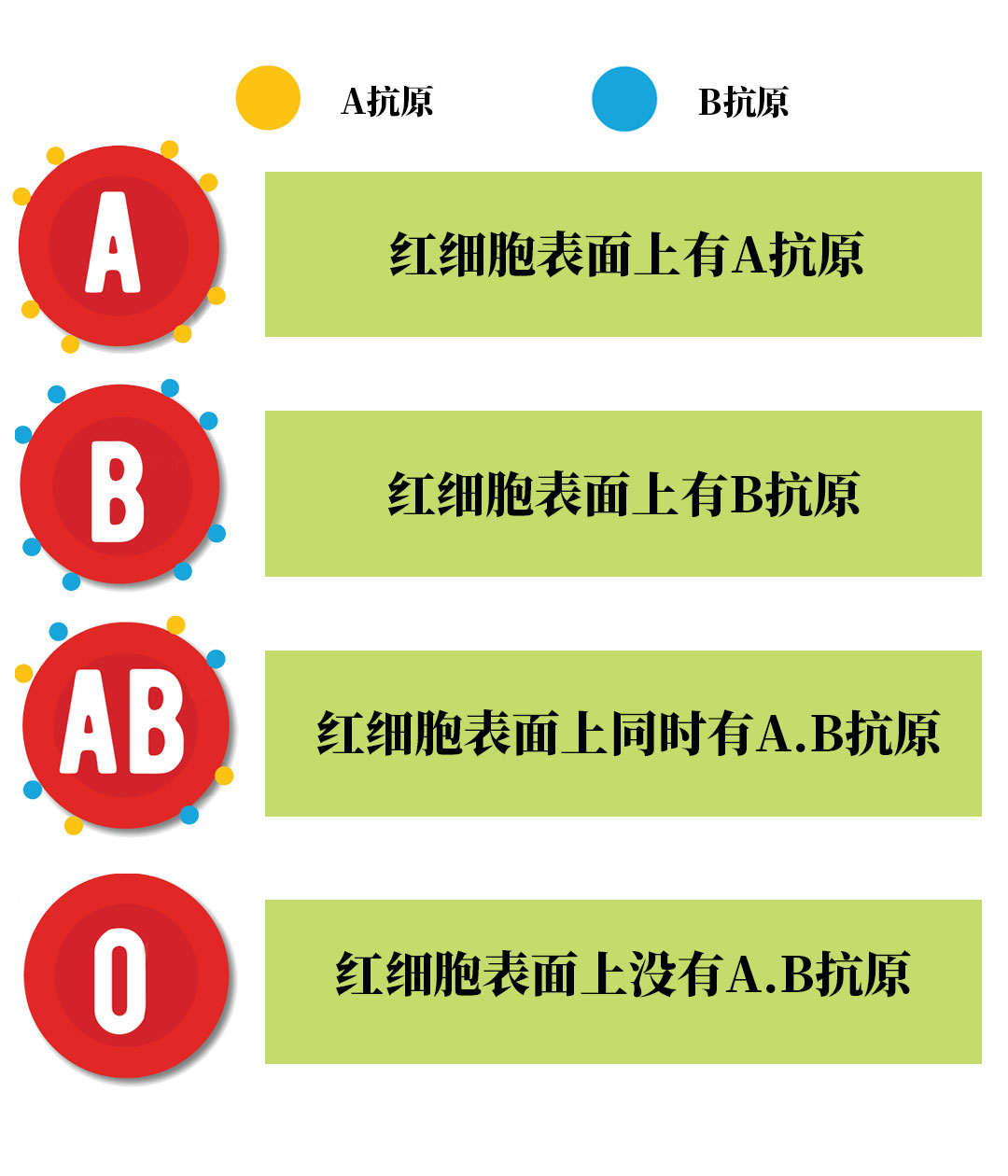 abo血型与rh的区别,abo血型和rh血型哪个比较准确