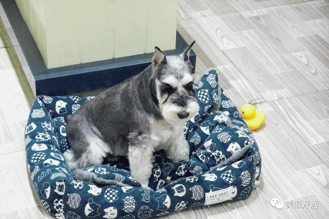 开远·人生百味|小猫的“猫咪森林”