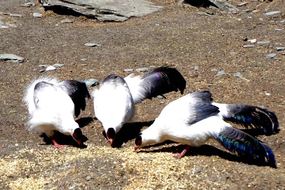 稻城亚丁一个让人魂牵梦绕的地方,稻城亚丁最接近天堂的地方