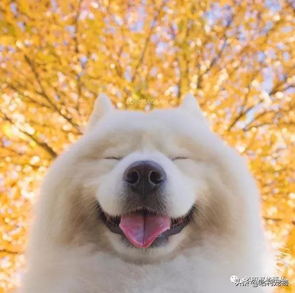 要狗看门？千万别选萨摩耶！这货除了笑不会干别的了