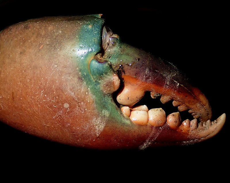 肉蟹膏蟹黄油蟹是同一个品种吗,三门青蟹是肉蟹还是膏蟹