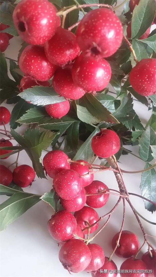 兴隆县花市村煎饼王农家院,承德兴隆煎饼的做法
