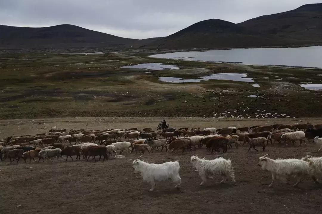 阿曼古丽广东,阿曼古丽义乌