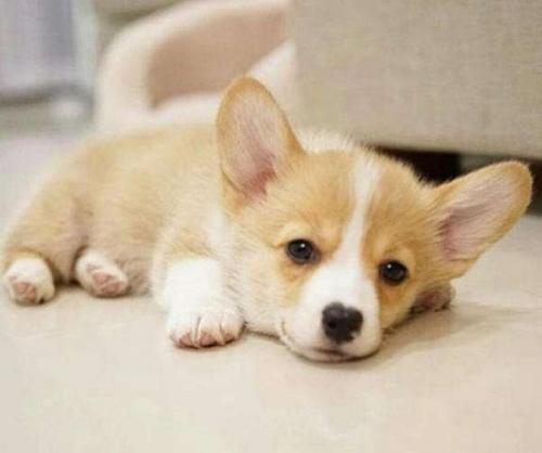 幼犬什么时候开始吃奶糕粮,一个月的狗狗如何喂食奶糕粮