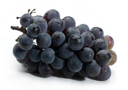 狗狗七个月尿里面有血怎么回事啊,小狗狗尿里有血是怎么回事