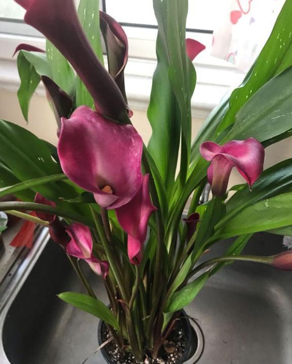 马蹄莲花到了开花时为什么不开花,马蹄莲叶子发黄怎么回事