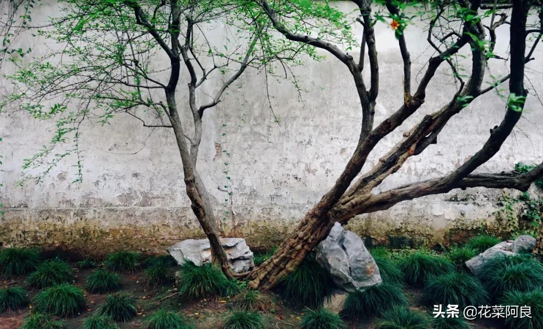 留园拙政园哪个景色好,留园和拙政园