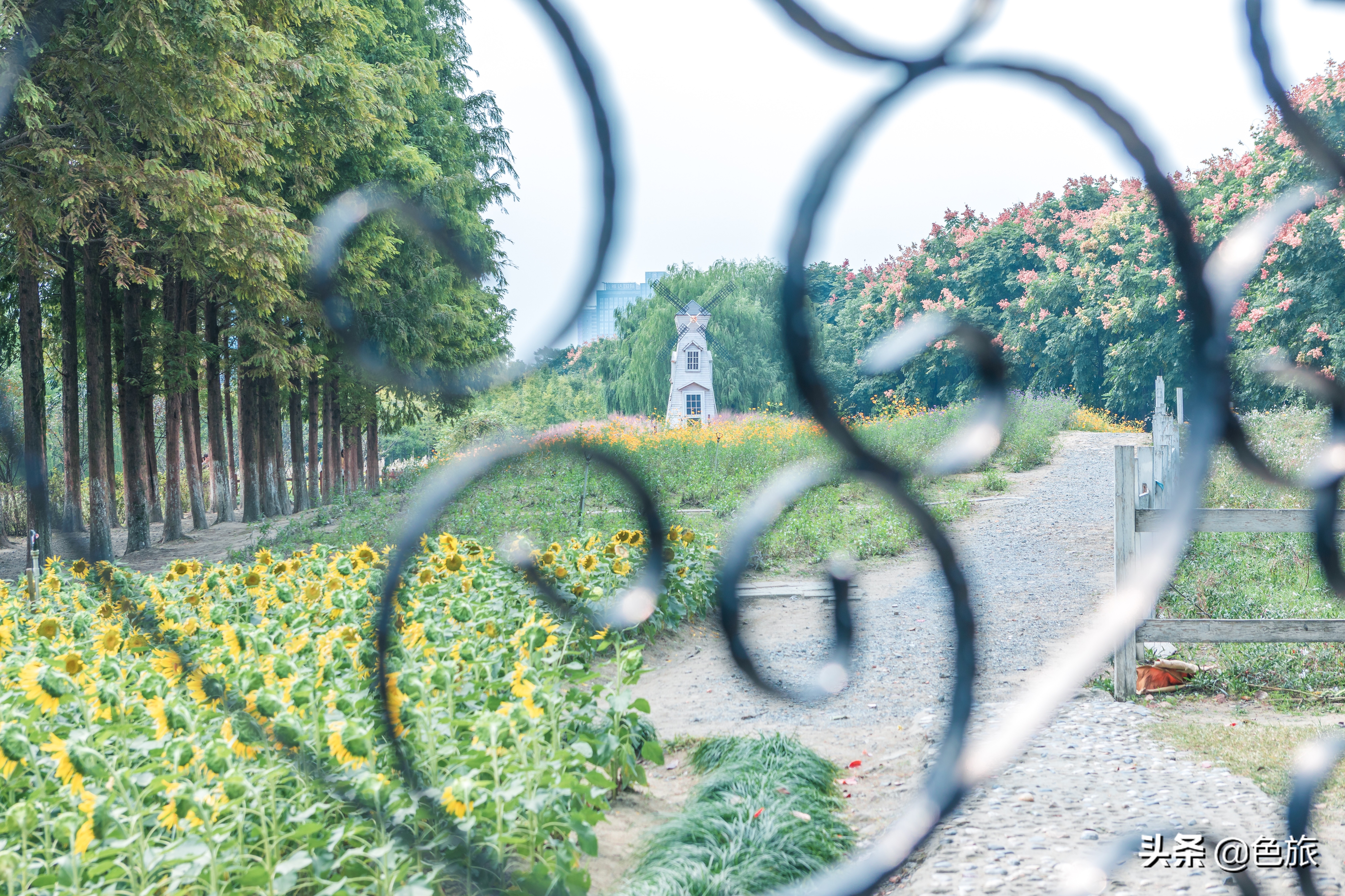 杭州花海网红打卡,杭州粉黛花海打卡地