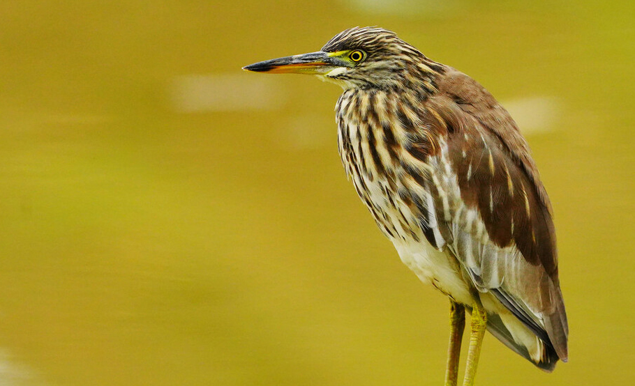 广东常见鸟类图谱图文,广东常见鸟类图谱