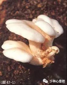 中药图片大全名称,中药图片大全带药名高清