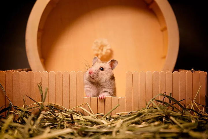 宠物仓鼠咬人流血了怎么办,仓鼠咬人伤口一般什么样子