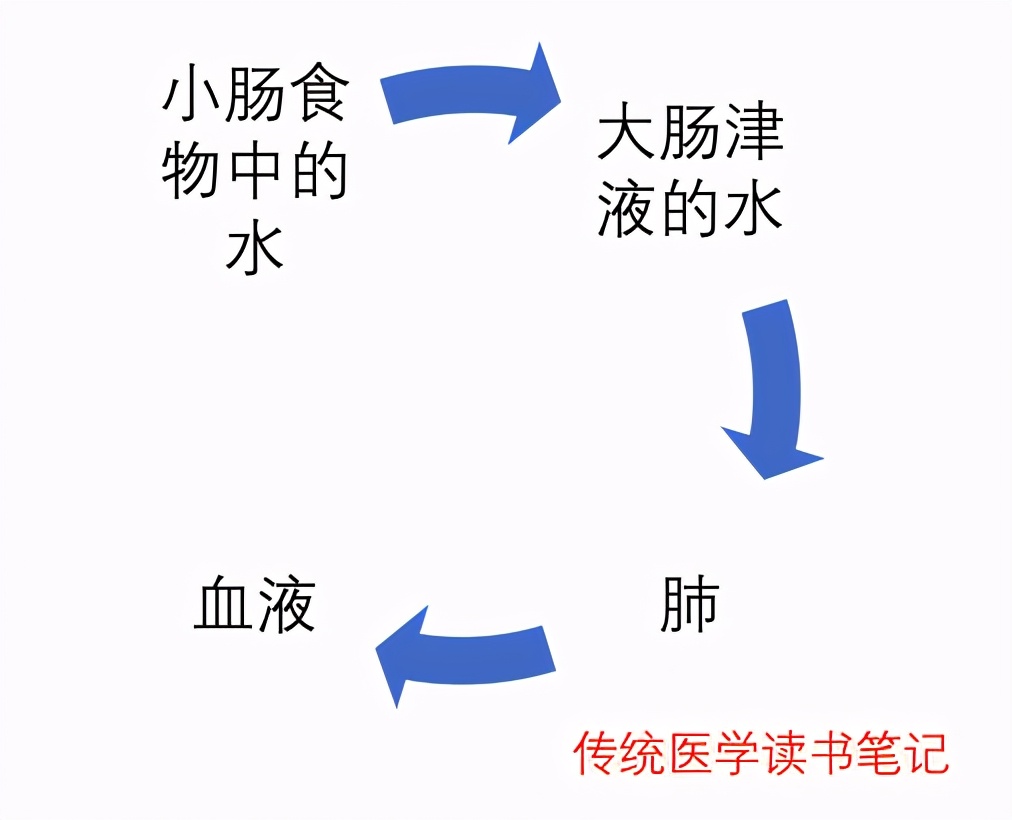 小肠生理特性中医,人体小肠是什么