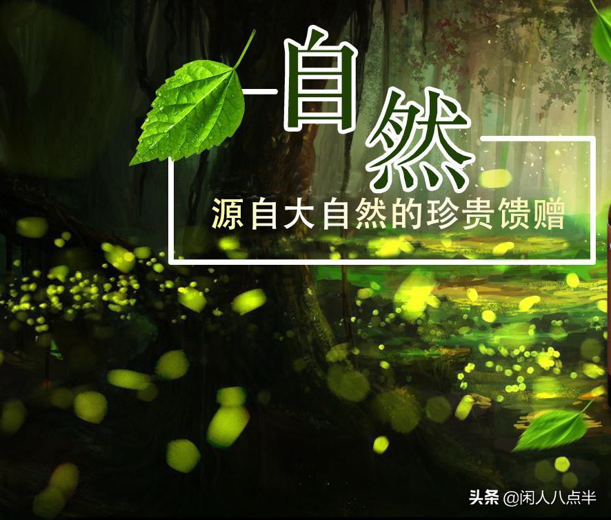 杨树叶子野菜,杨树苗这种野菜学名叫什么