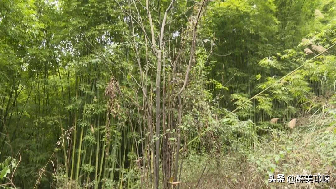 四川发现全球罕见野生植物新种,四川发现罕见植物