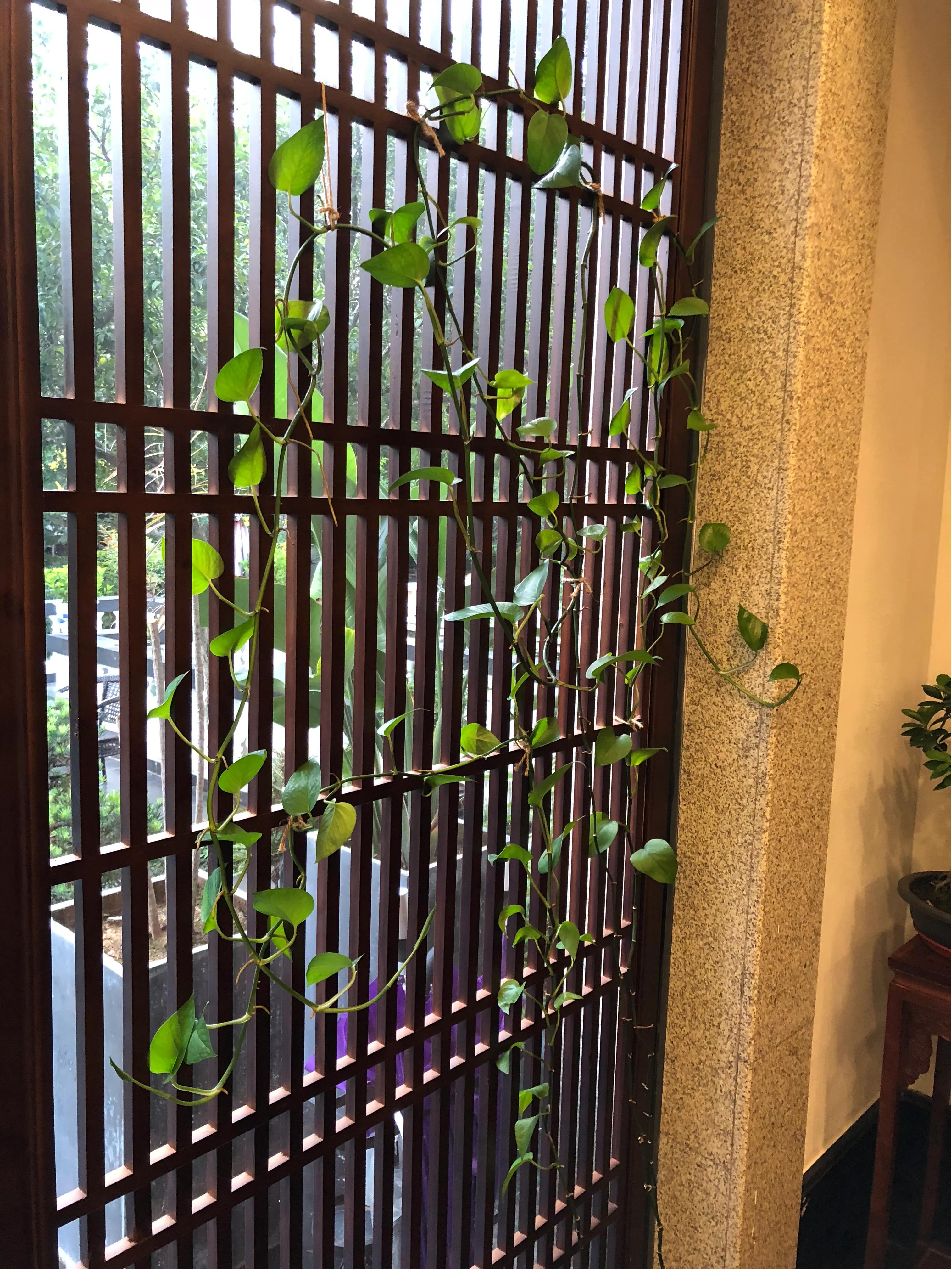 忆杭州龙井,茶砚山舍