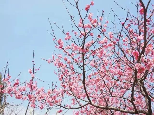 南京的春天,南京的春天视频