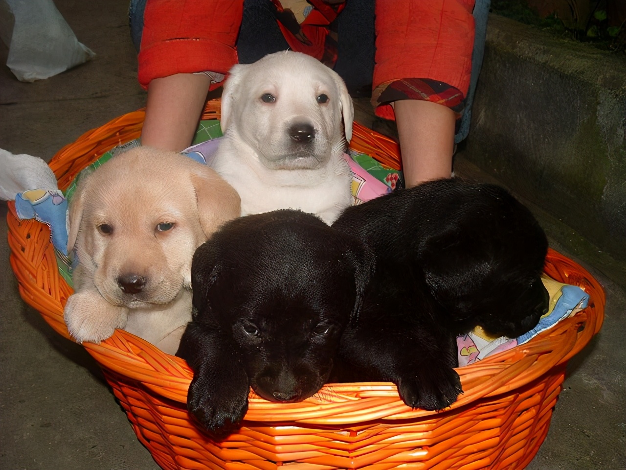 旺家狗该有的5大特征你家狗有吗,旺家的狗狗都有哪些特征