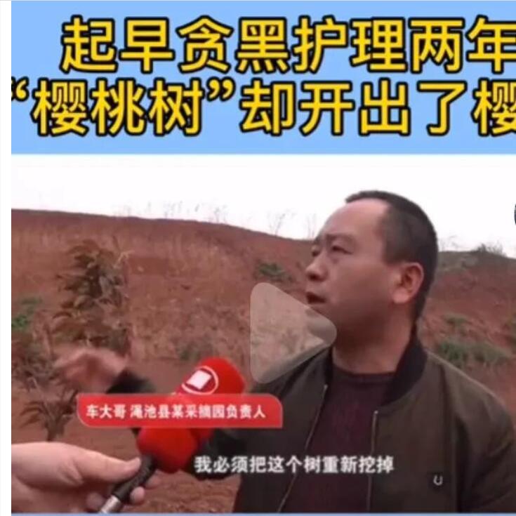 农村小伙网购草莓苗,农村小伙买果树视频