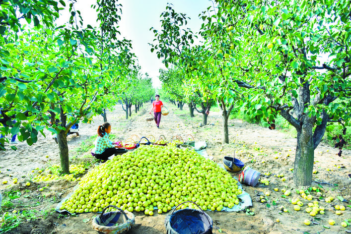 庆丰收感党恩山东各地丰收节活动,庆丰收感党恩宴席背景图片