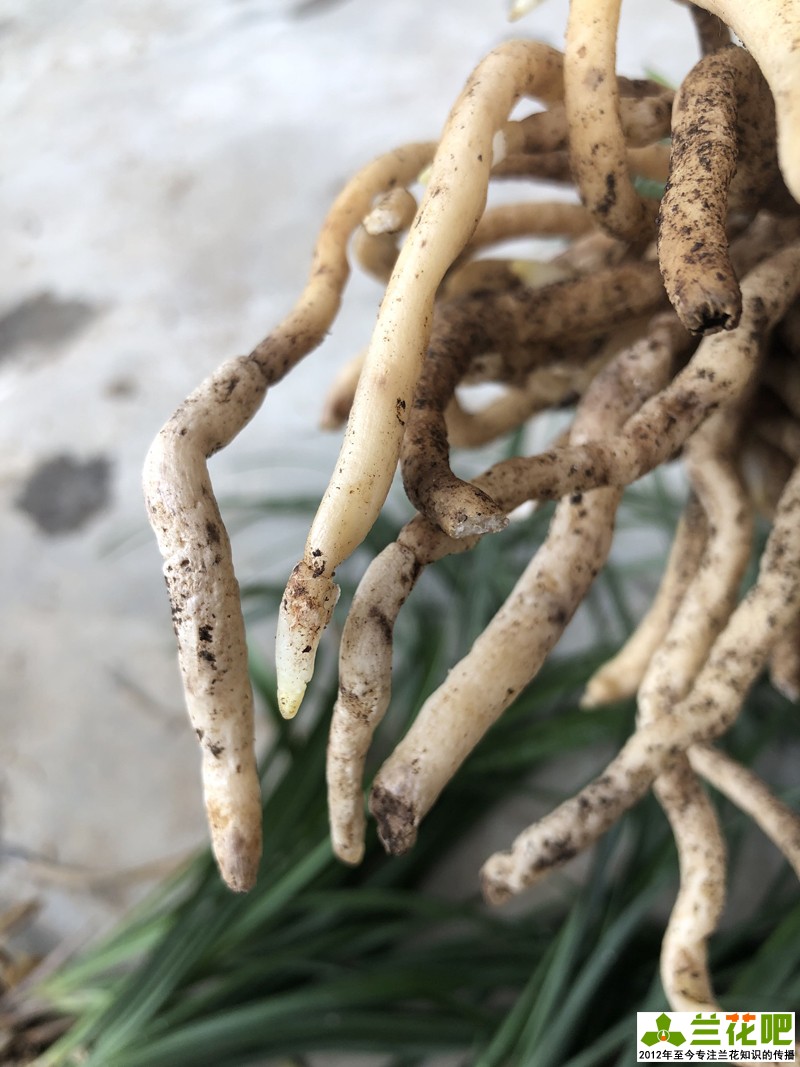 兰花分叉根要剪吗,兰花怎么护根又粗又好看