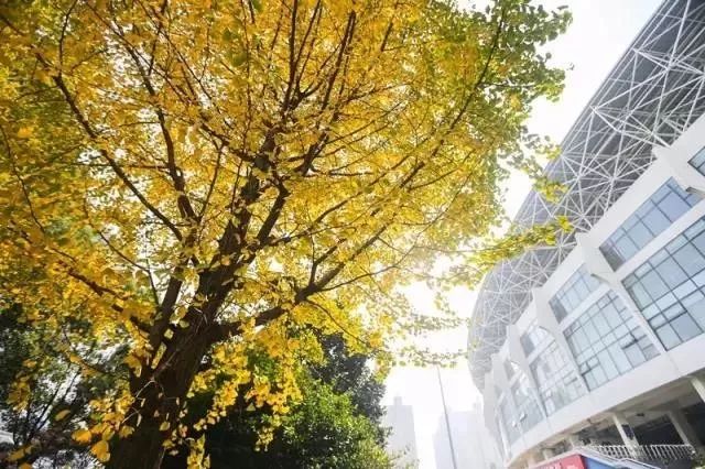 上海银杏叶打卡的地方,上海周边哪里有银杏叶