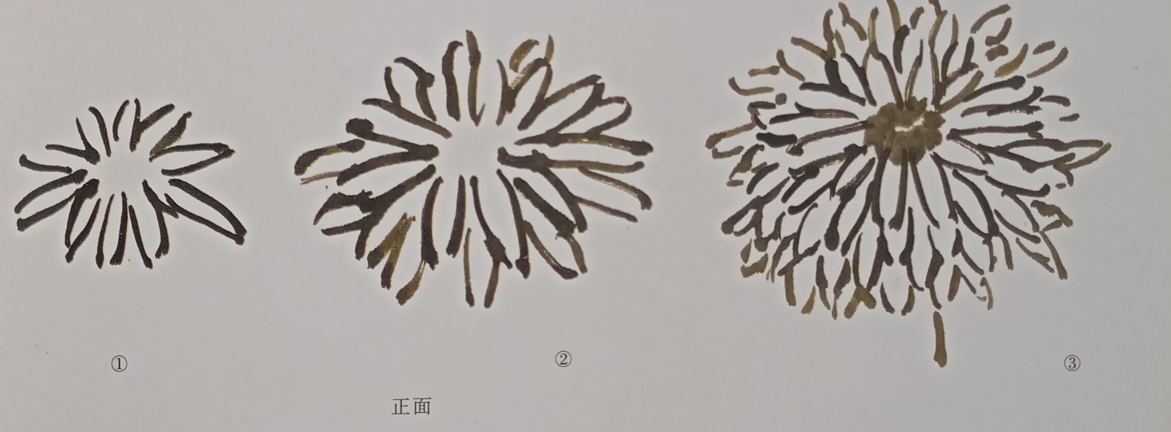 国画菊花初学者怎么画视频,圆形卡纸怎样画菊花国画