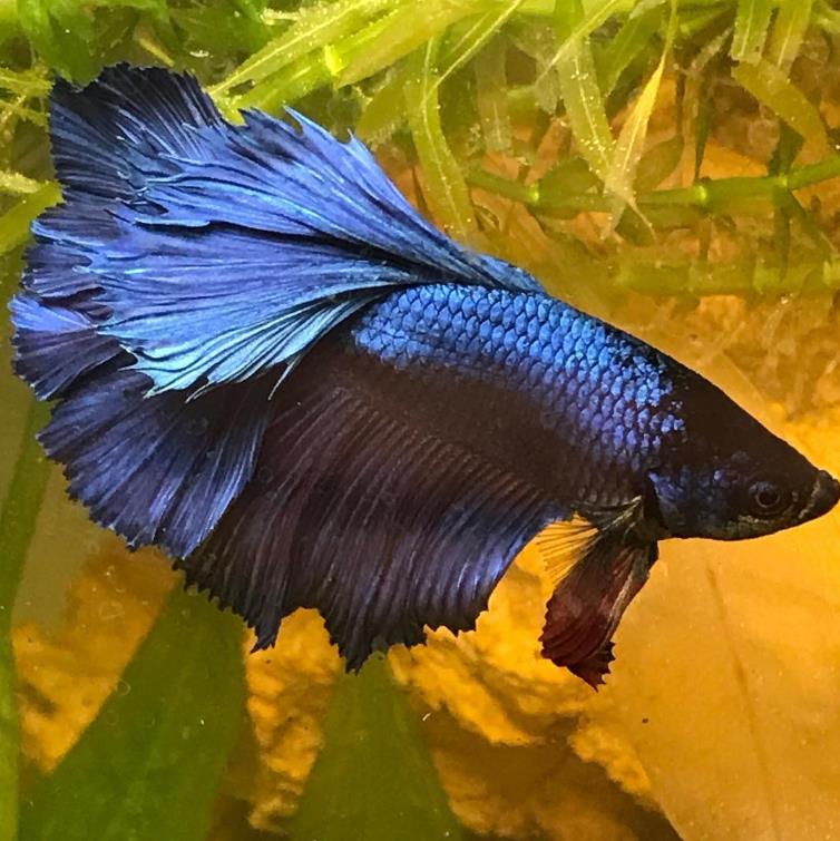 外国女子救下崩溃男子,外国女生救斗鱼