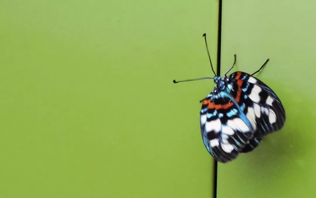 传说中的蛊虫真的有吗,传说中的扑棱蛾子