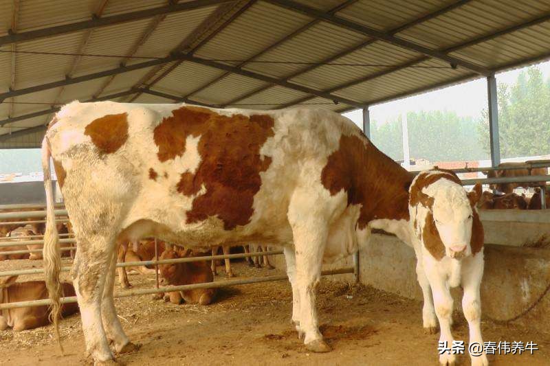 刚出生的小牛犊子喘怎么办,初生小牛犊喘怎么治疗用什么药