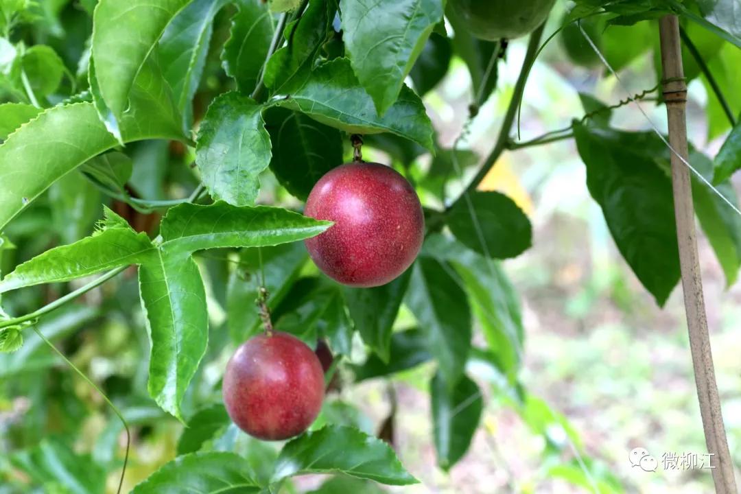 直播卖水果一年收入几百万,直播卖水果一年200万