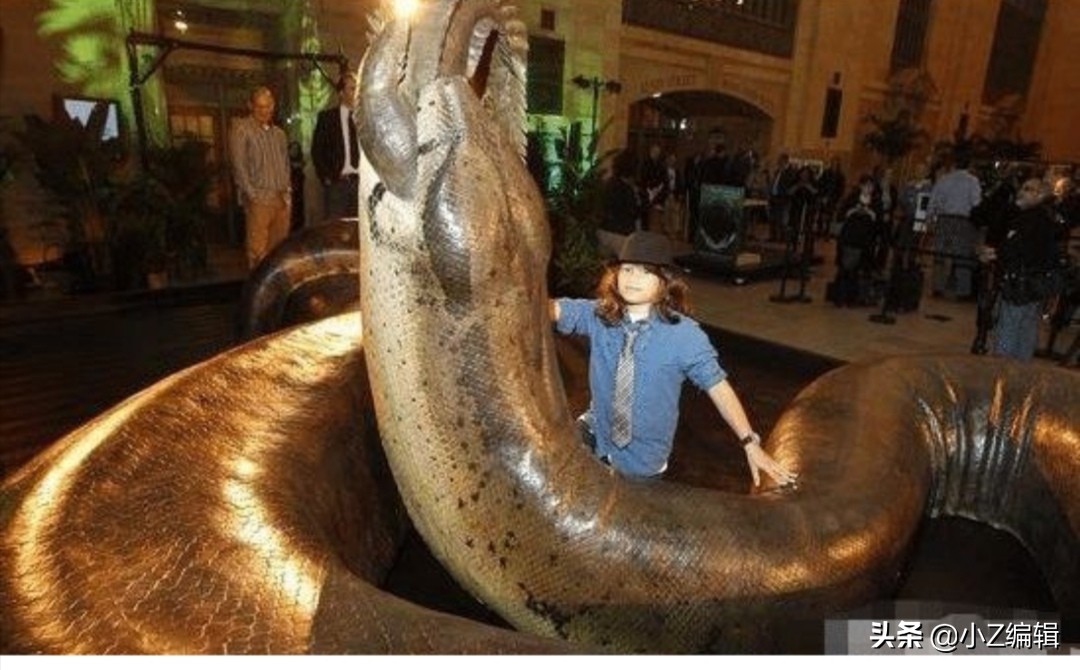 史上最大的蟒蛇是什么蟒蛇,最厉害的千年巨蟒是什么蟒蛇