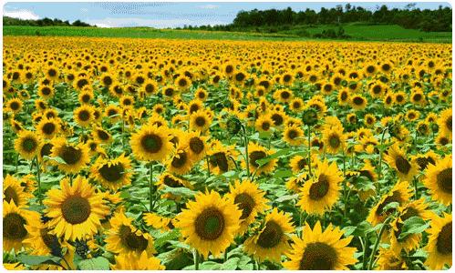 盛夏特约|金色螳螂川徒步笔架山赏向日葵花海