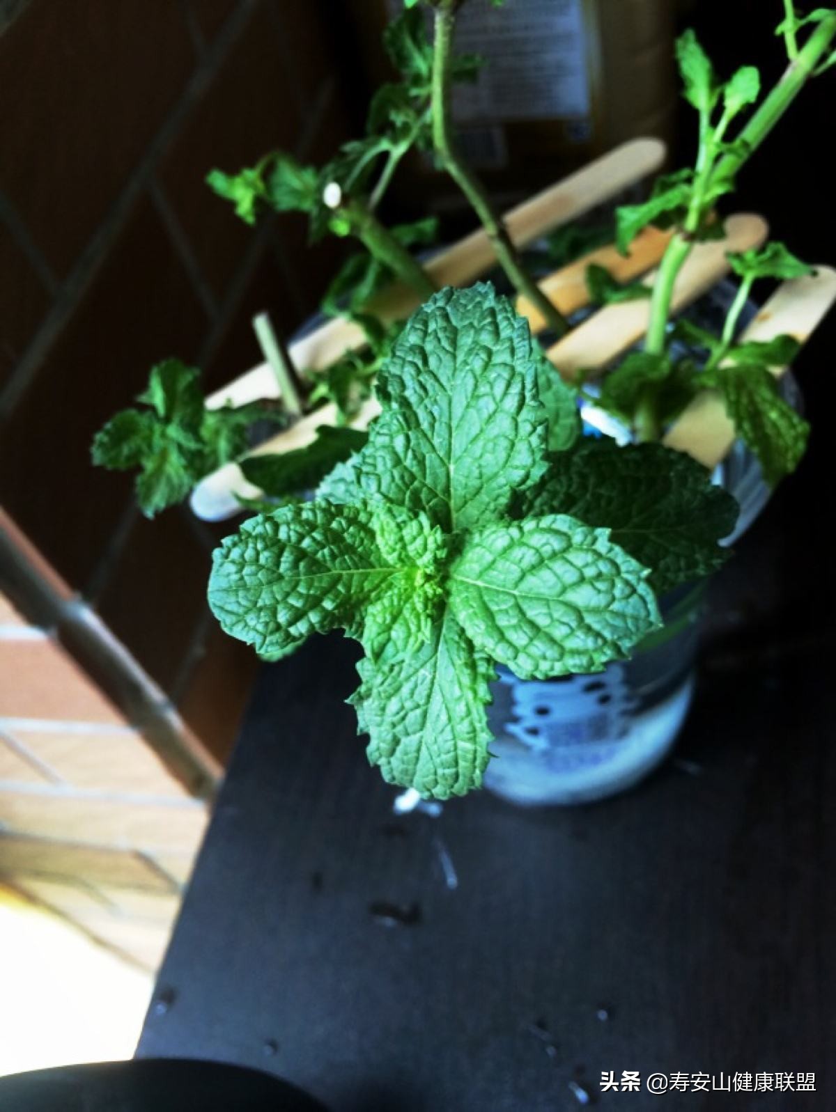 what？薄荷不但可以减肥？还能美发