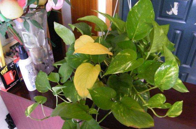 绿萝怎么养才能更旺盛无黄叶,绿萝怎么养长得又快又旺盛小妙招