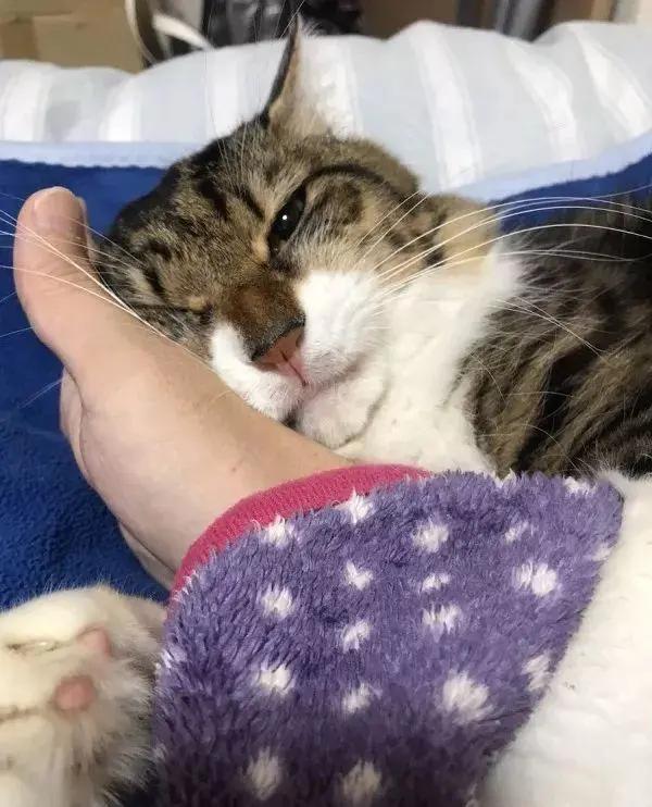 猫咪喜欢铲屎官是怎么回事,猫咪铲屎官要知道的知识