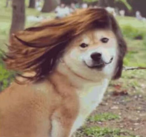 全智贤爱茉莉护发精油,全智贤化妆品多少钱一件