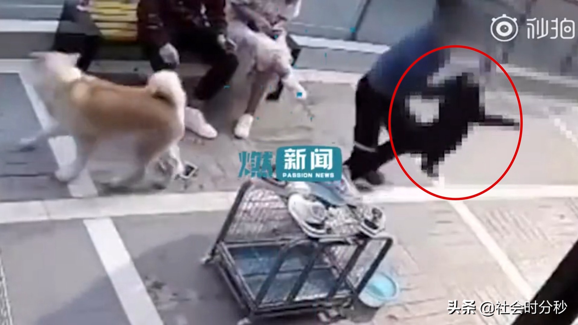 老人将小狗暴力摔打致死事件,男子情绪失控怒摔小狗