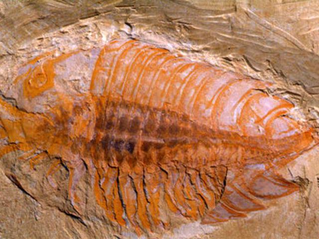 关于螃蟹的科普知识点,螃蟹的种类知识