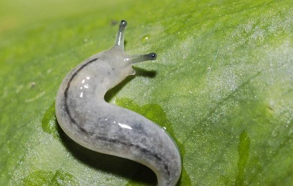 食用菌栽培与病虫害防治技术,食用菌害虫用什么药防治最好
