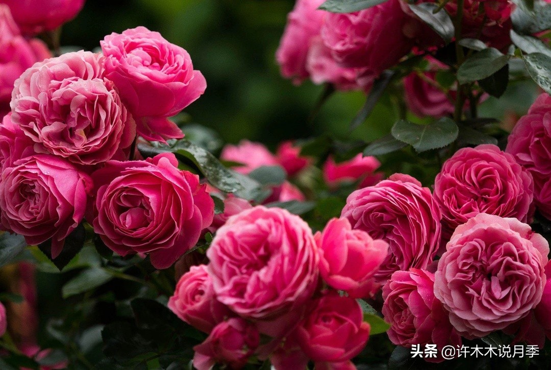 25个经典藤本月季大盘点。种一颗花满墙，新手好养长得快
