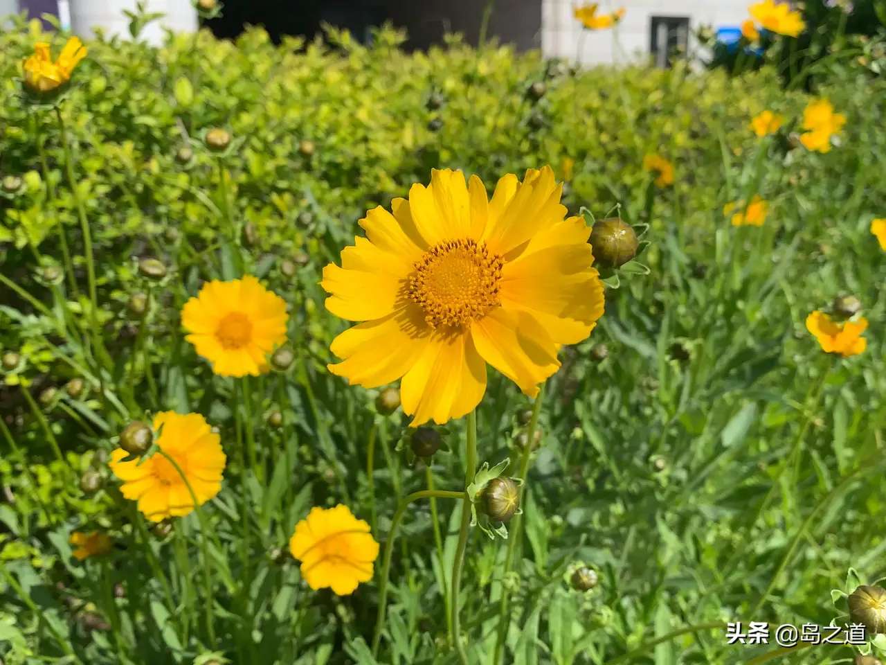 含12生肖的植物名,用十二生肖组成的植物名