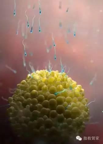 什么决定胎儿性别,药物能决定胎儿的性别吗