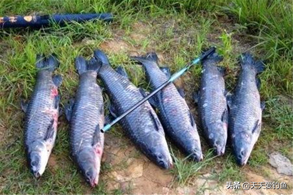 夏季野钓什么窝料好吃一点,野钓聚鱼最好窝料