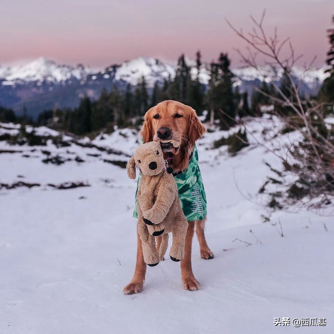 金毛出去耍了带东西回来,金毛带金毛去水上乐园