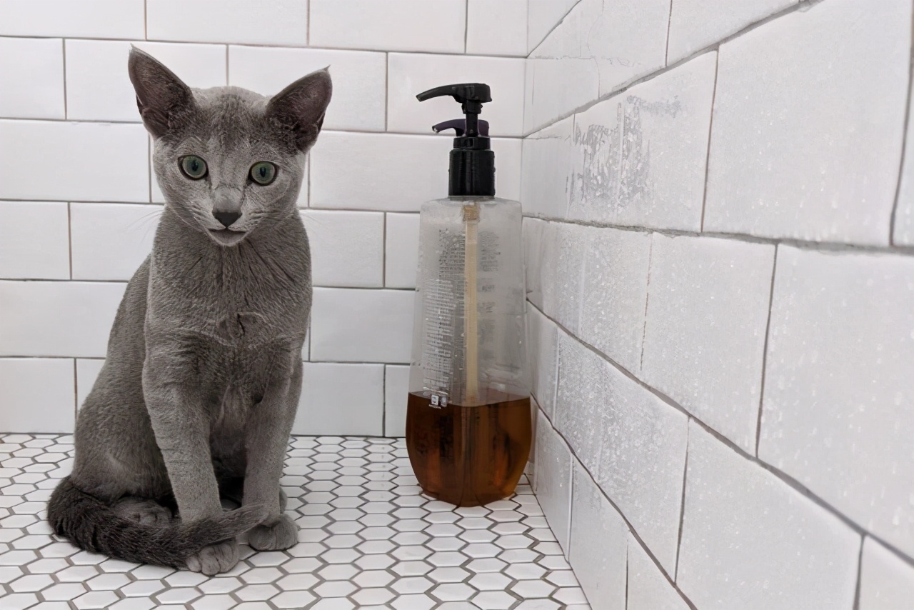 一只优雅的猫,世界上最好养的猫是哪些