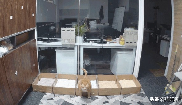 猫咪省钱好物维生素,猫咪必买的10种单品