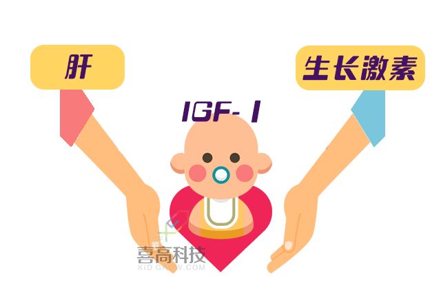 生长因子igf-1正常值,生长因子igf-2