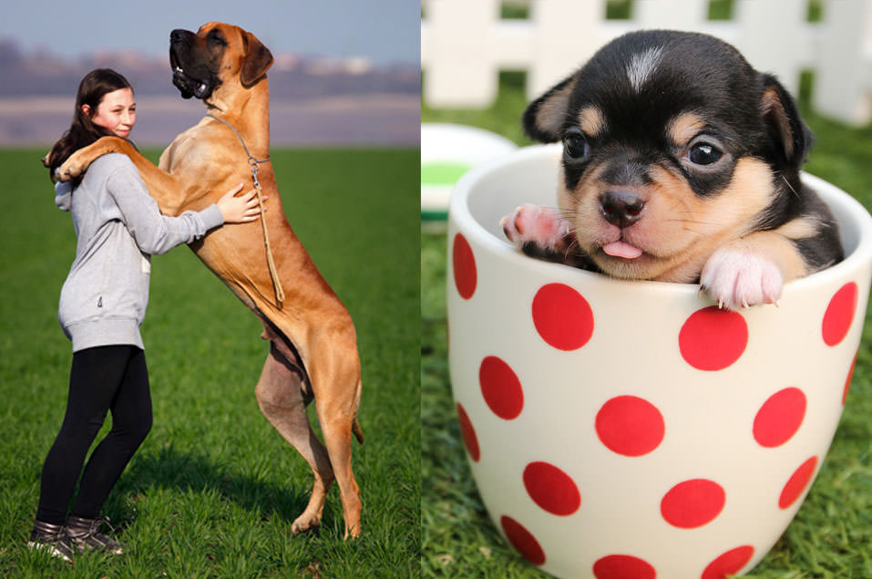 斑点狗要长几个月成大狗,斑点狗多大斑点就定型了