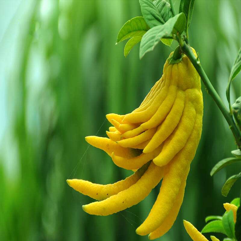 佛手怎样繁殖和扦插图片,佛手种植方法教程