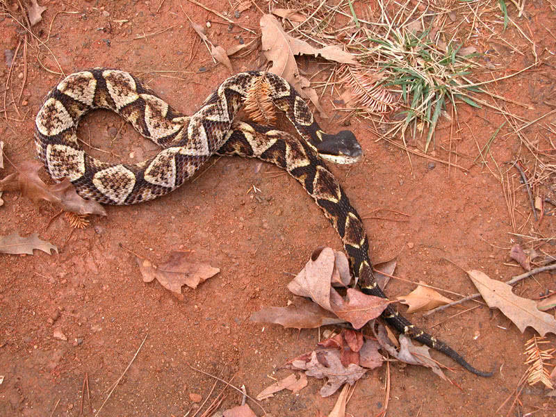 一名男子被蛇咬伤,男子被毒蛇咬伤比毒蛇还毒